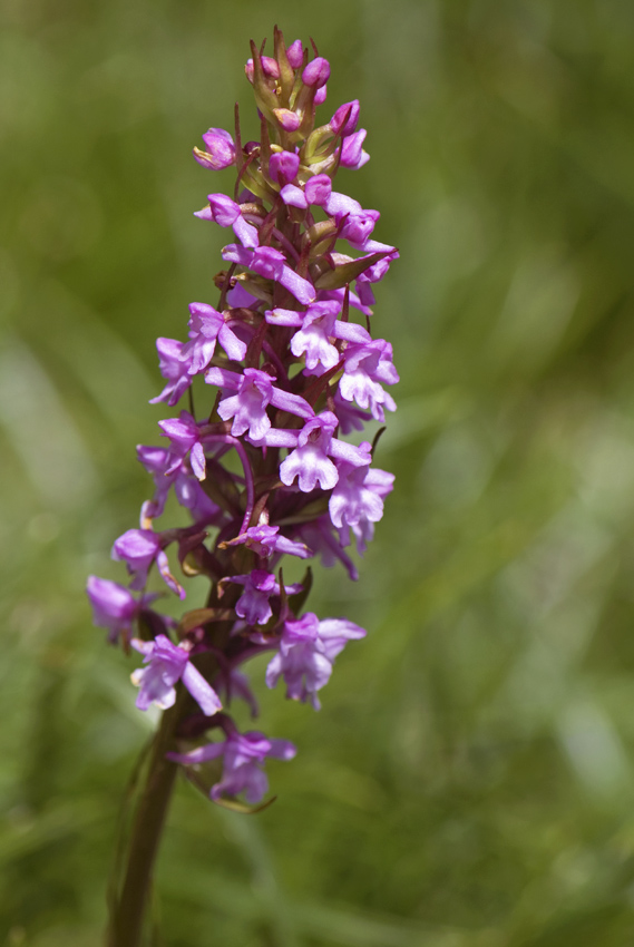 Orchidea del Civetta da id.